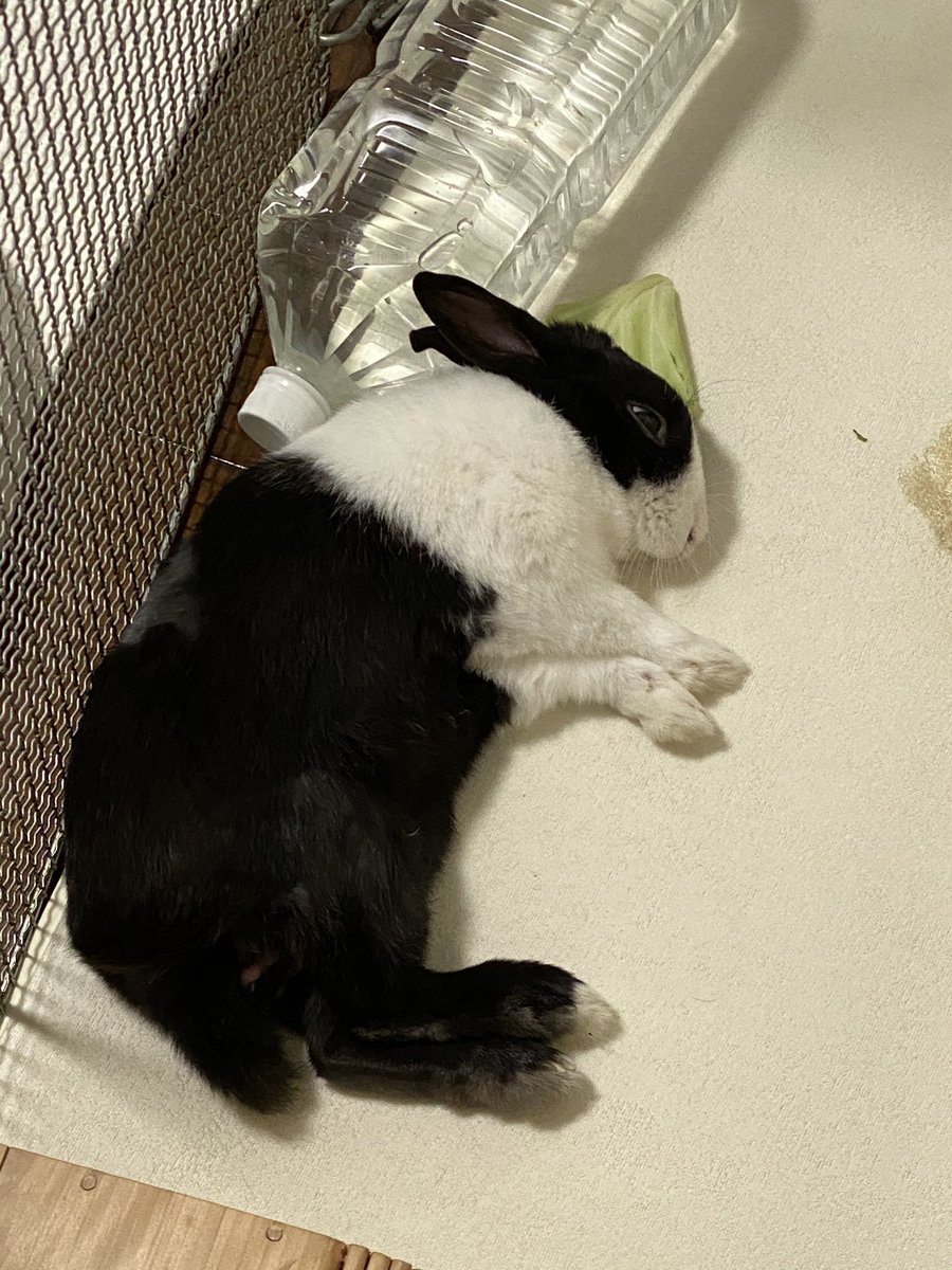 ダッチうさぎ ダッチうさぎ