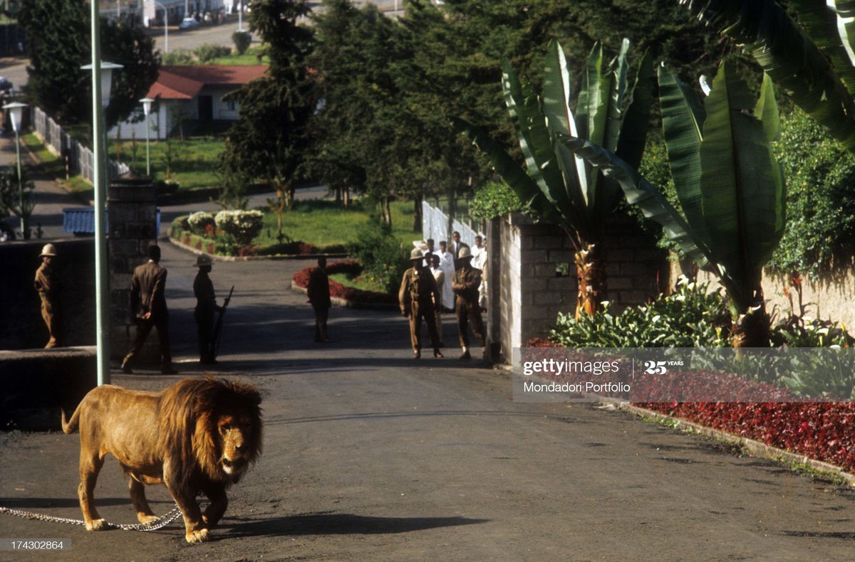 coldplague's tweet photo. Let's tell the grandkids we didn't have dogs back in the day #Ethiopia https://t.co/seitQIgXZF