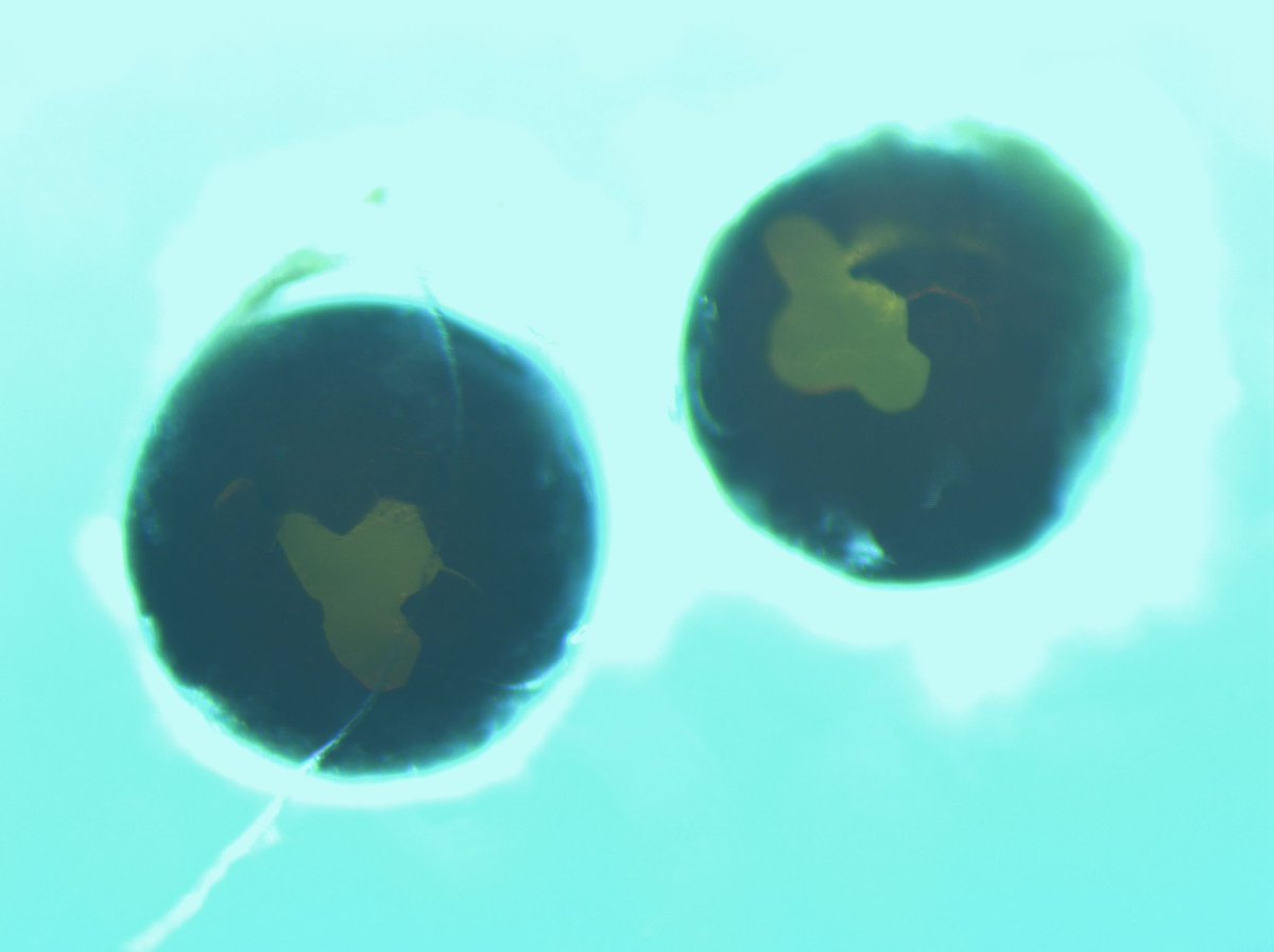 rimpledalmeida's tweet image. Noticed hexagonal patterns in hatched eggs while checking for baby planarians! ..With no known hard parts to pierce the shell, how do they get out? Is there a push here to open sign on the inside by the hexagons? #hexagonsinnature #geometryinnature #planaria