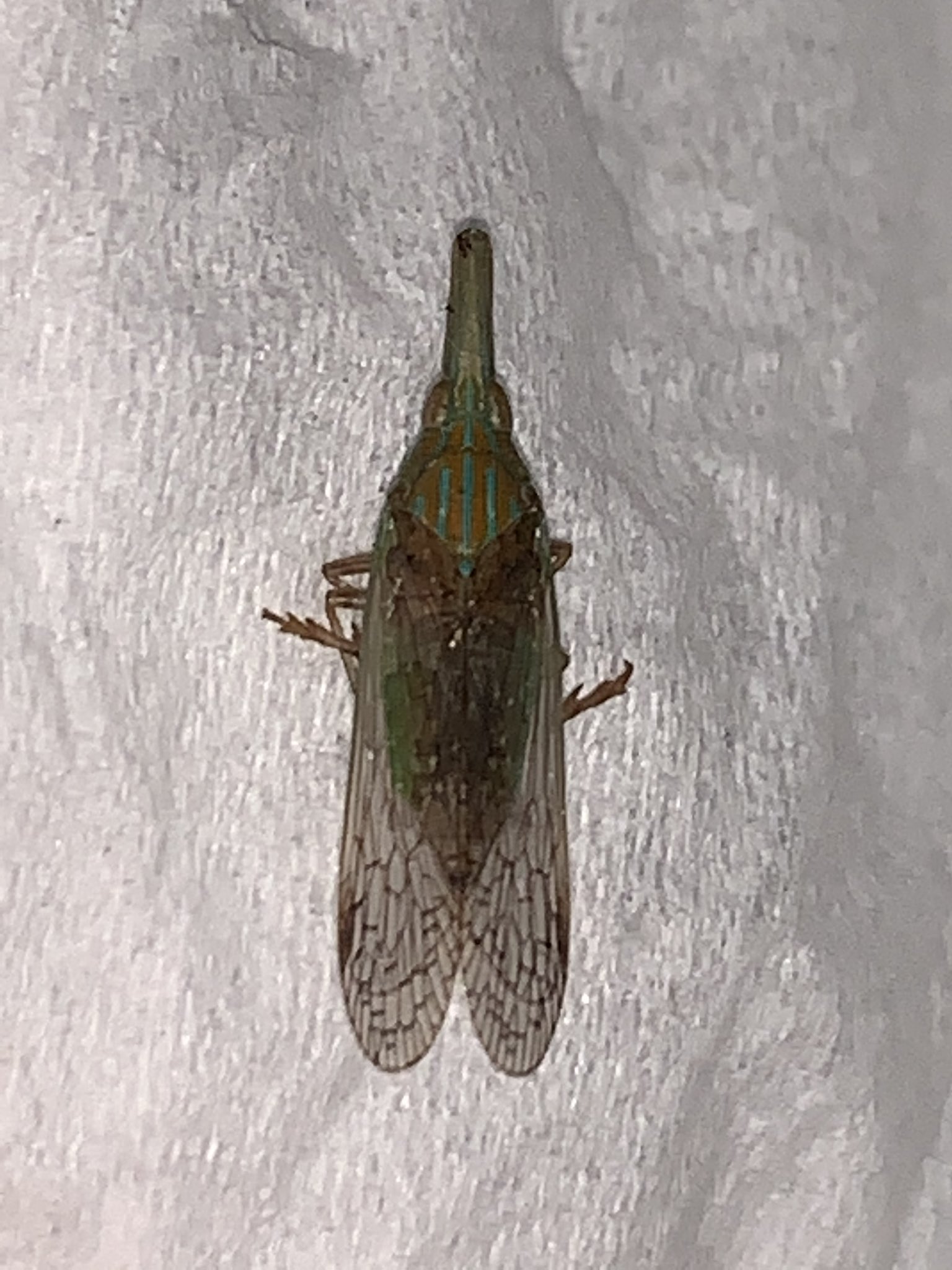 Okayu على تويتر 50snakazawa テングスケバですね Rt 虫に詳しい人ー この虫なんて虫ですか 飛ぶ 時パチンッて言って飛ぶ虫 早くて目に見えない虫です T Co 9pqztsczu8 تويتر