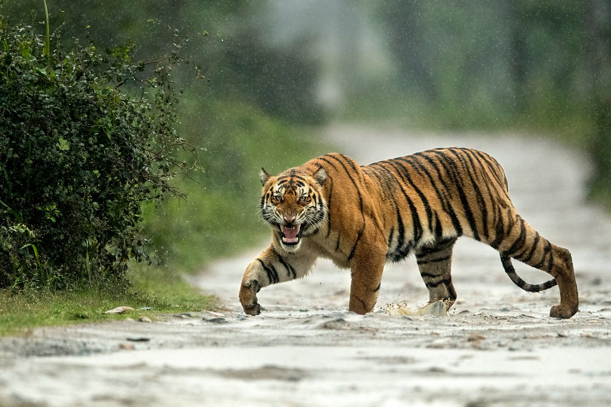NikonIndia's tweet photo. Charged up tiger in Kaziranga National Park. #ThroughYourLens

Image Courtesy: #NikonExpertive Mohan Thomas (@GetMohanThomas)

Nikon D5, 600mm f/4, f/4, 1/8000s, ISO: 3200, 600mm

#NikonIndia #NikonD5 #NikonPhotography #WildlifePhotography https://t.co/w1SBRUyeif