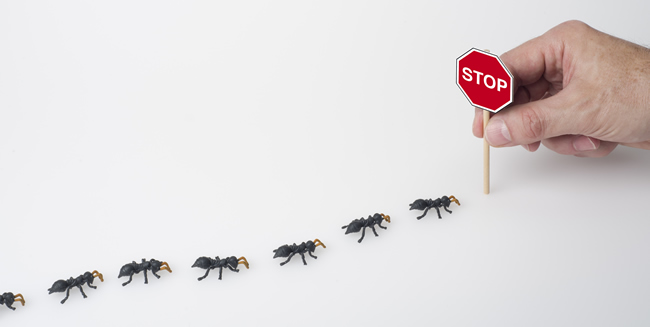 TerminatePests's tweet image. Have you got an #insectproblem or a #bugproblem in your home? Unwanted critters' wandering around in the night and scratching away and driving you nuts? Talk to the experts #PestControl call 01326 377470 or visit terminatepest.co.uk/insects-and-bu… #PestInfestation