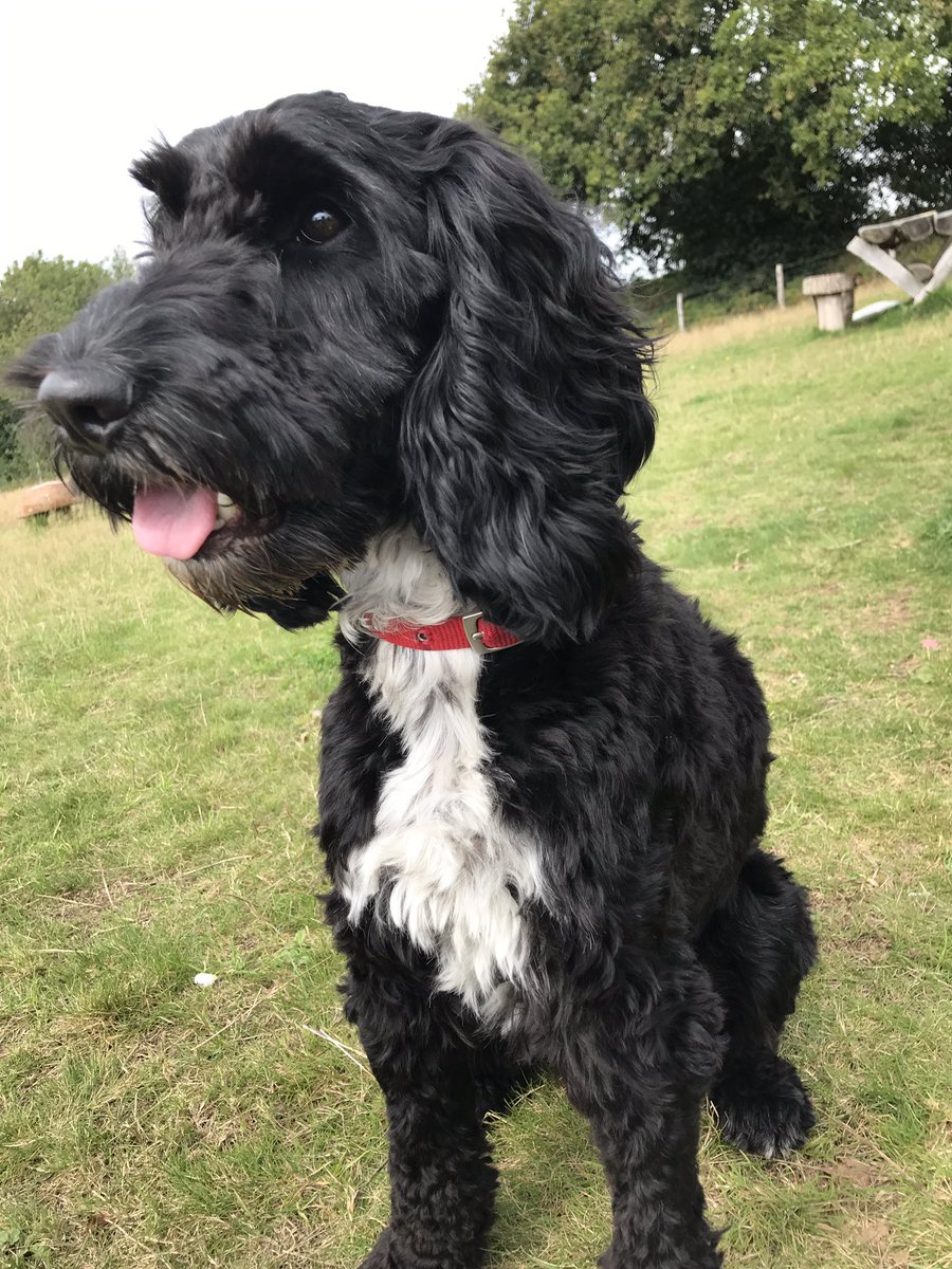 DevonLovesDogs's tweet photo. Delighted to meet Mickey, an almost 2 year old #cockapoo, at #Dawlish Countryside Park today. It’s his first visit to this huge #dogfriendly space 🐾🐾❤️❤️
#devonlovesdogs
@TDC_Leisure @Teignbridge @SEDevonWildlife https://t.co/CuNys8Tcry
