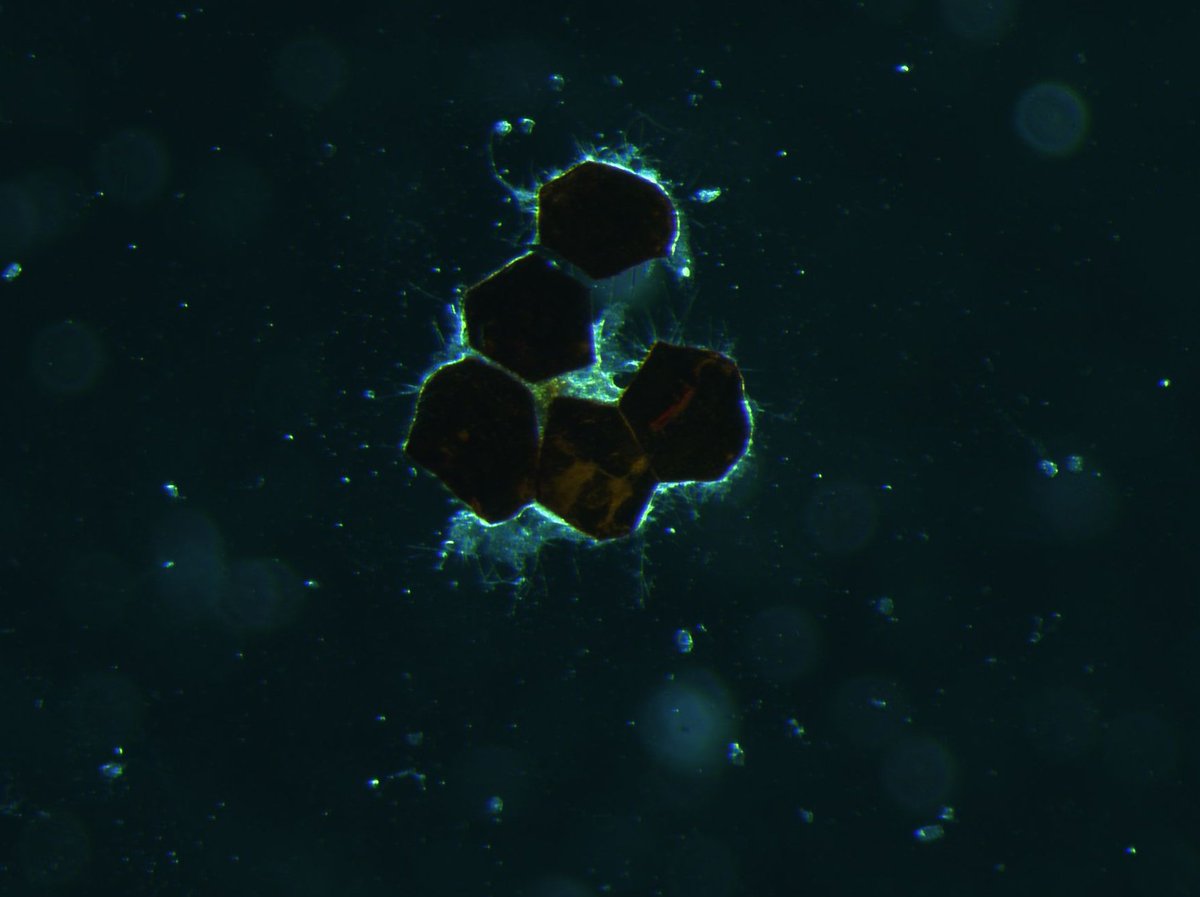 rimpledalmeida's tweet image. Noticed hexagonal patterns in hatched eggs while checking for baby planarians! ..With no known hard parts to pierce the shell, how do they get out? Is there a push here to open sign on the inside by the hexagons? #hexagonsinnature #geometryinnature #planaria