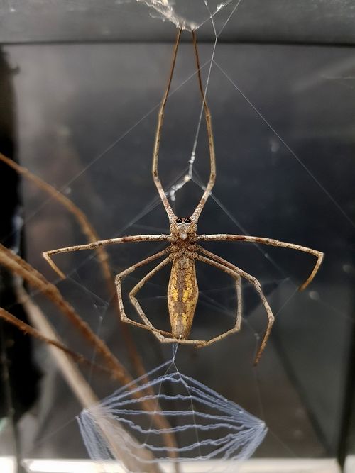 BioCombs4Nanofibers tweet media