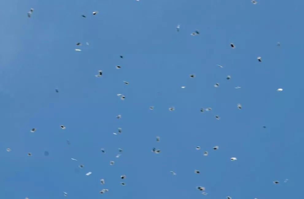 florgolds's tweet photo. UN DRONE SOBREVOLÓ Y REPARTIÓ FLORES EN TEL AVIV. Only in Israel. https://t.co/3g9iRZuPhC
