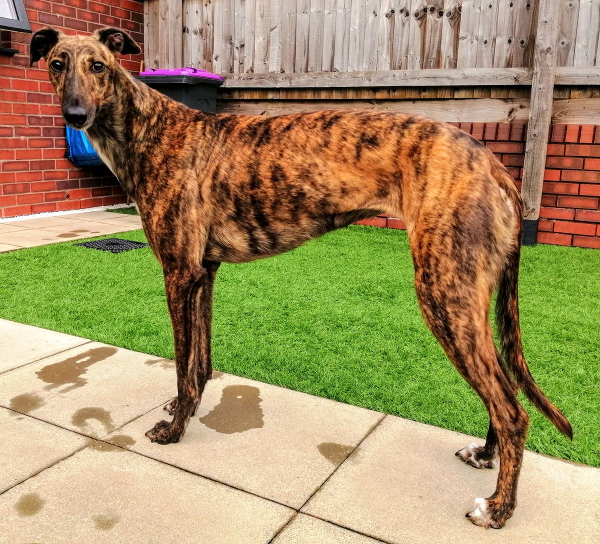 Gwladys Spark settling in well to retirement. What a girl 😍 #RetiredGreyhound #GreyhoundTrust #longdog