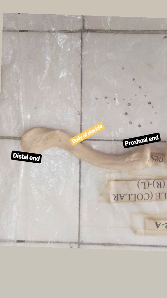 rizerucchi's tweet photo. Anatomy and Physiology: Skeletal System

a thread --

(clearing some space on my phone hehehe)
@MedtechMustKnow
@medtechbaby
#medtechnotes https://t.co/30RXYSwvDF