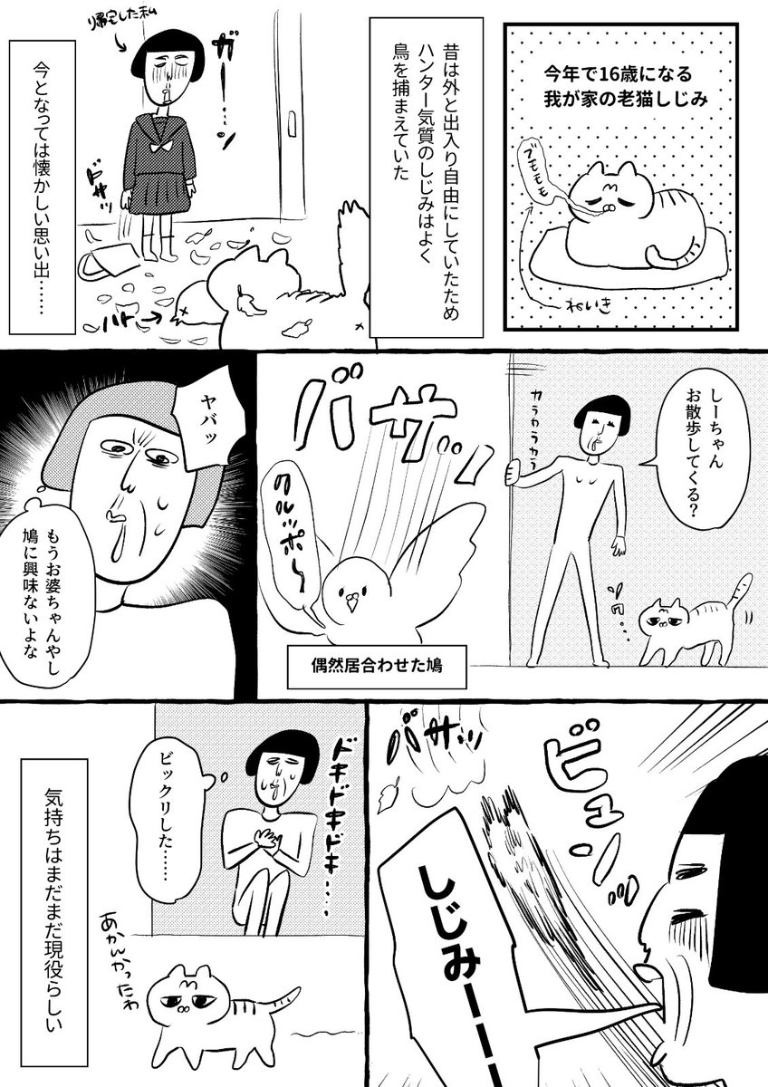 老猫のいる暮らし 