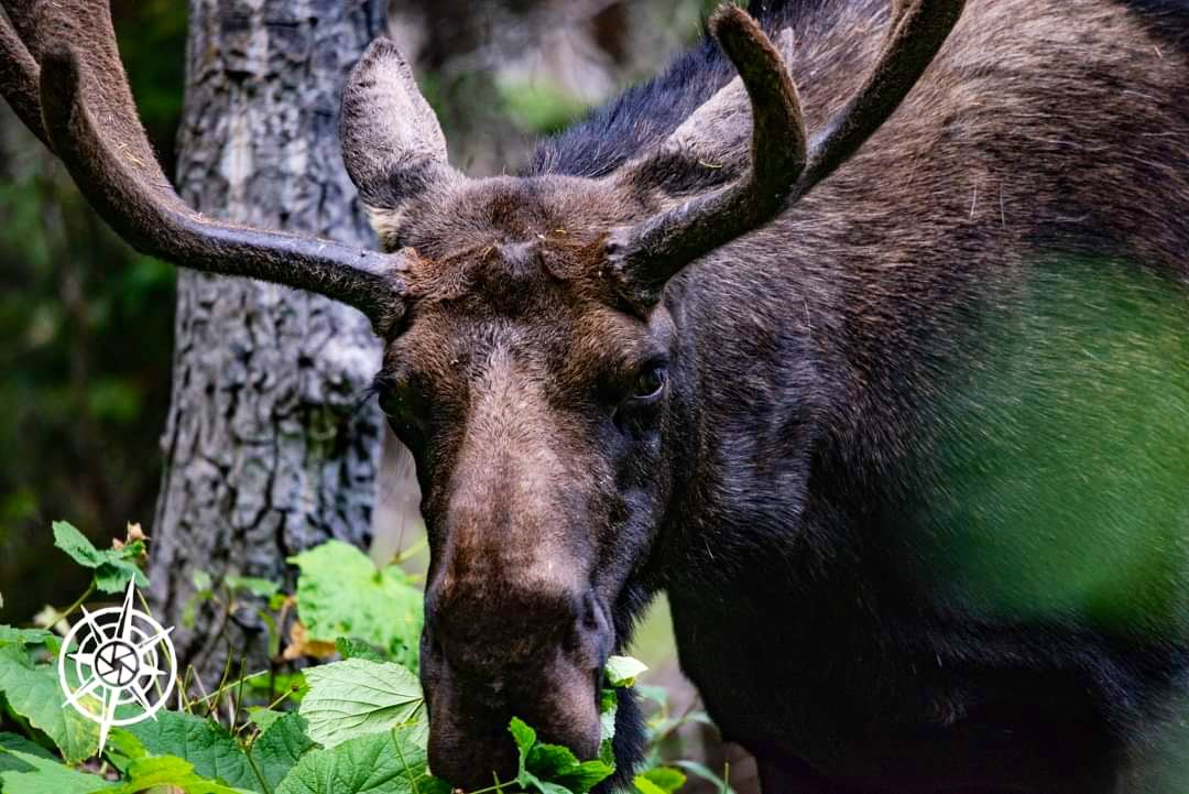 jeffeatley's tweet photo. Good morning #moose! What is your favorite #animal. I love #photography. Shot with #nikon #d610 and #sigma 150-600mm lens. Amazing road trip! #photographer #explogger #explore with cameras https://t.co/HJHzl75cuq
