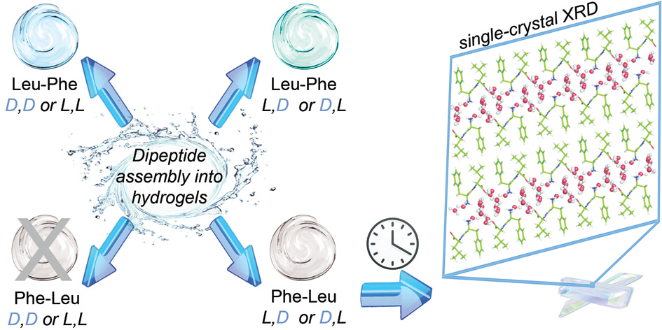 Superstructures Lab (@marchesanlab) on Twitter photo Congrats to the #PhDstudent #OttaviaBellotto for her 1st paper as 1st author! <a href="/softmatter/">Soft Matter</a> #Supramolecular #hydrogels from unprotected dipeptides: a comparative study on stereoisomers and structural isomers. #gels #chirality #peptides pubs.rsc.org/en/content/art… Congrats to the #PhDstudent #OttaviaBellotto for her 1st paper as 1st author! <a href="/softmatter/">Soft Matter</a> #Supramolecular #hydrogels from unprotected dipeptides: a comparative study on stereoisomers and structural isomers. #gels #chirality #peptides pubs.rsc.org/en/content/art…