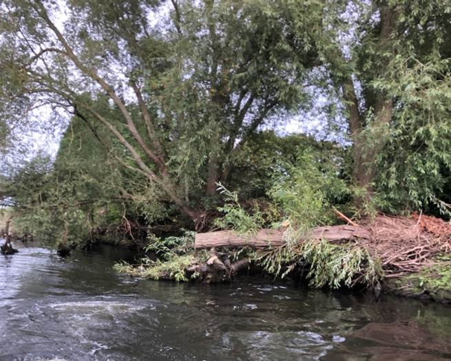 EnvAgencyMids's tweet image. This large willow tree was spanning the River Tame near Kingsbury #Warwickshire just upstream of a road bridge. 

We’ve cut it back before it detaches &amp;amp; blocks the bridge but we've left the base &amp;amp; lower limbs in the river so it can regrow, protect the bank &amp;amp; give cover for #fish
