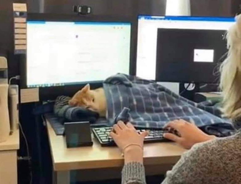 WholesomeMeme's tweet image. 