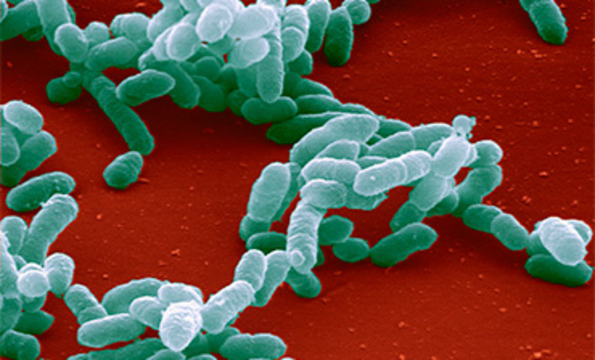 134) Pfeiffer dubbed the bacterium Bacillus influenzae (or Pfeiffer’s bacillus). However, it is now known as Haemophilus influenzae.