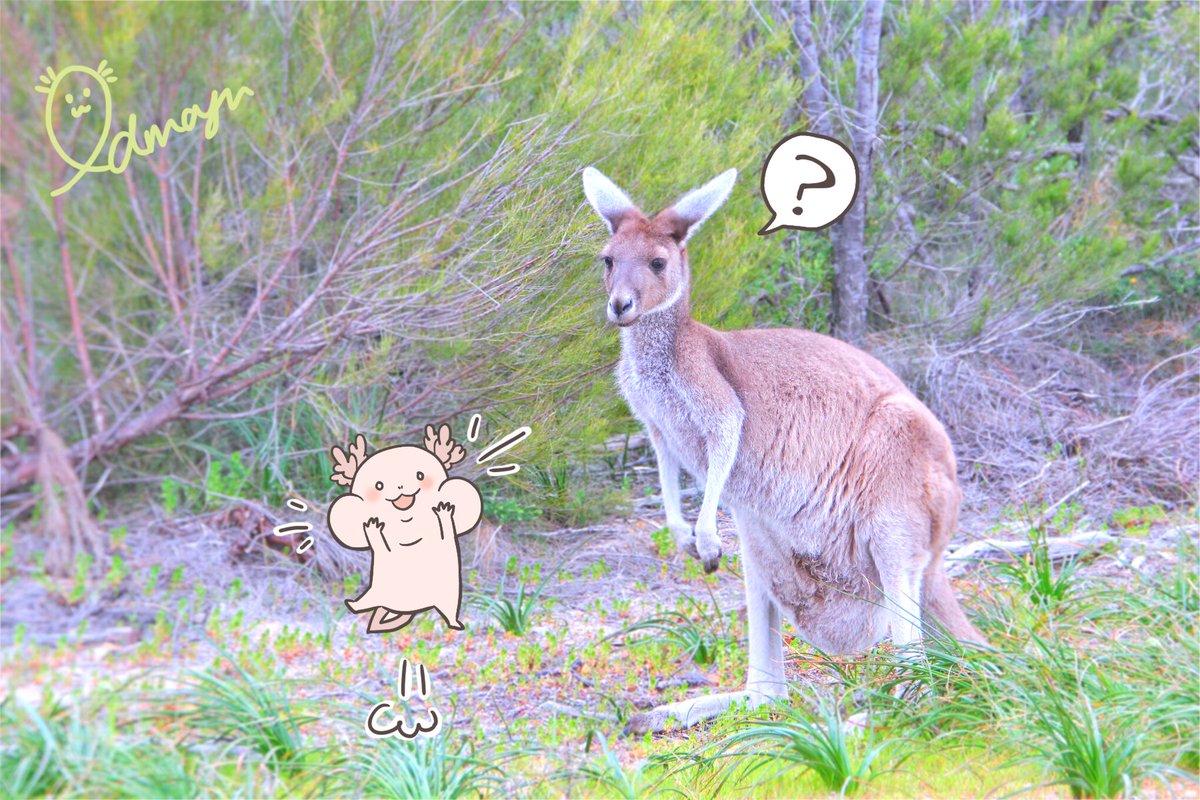 えどまゆ ゆる可愛イラストレーター きょうのイラスト オーストラリアの動物といえば カンガルー 通常時の移動速度は時速25 30キロくらいですが 最速で時速70キロ出せるらしいです 車と同じ速さ ちなみにウーパールーパーの泳ぐ速度は 時速16 えどまゆ ゆる可愛イラストレーター きょうのイラスト オーストラリアの動物といえば カンガルー 通常時の移動速度は時速25 30キロくらいですが 最速で時速70キロ出せるらしいです 車と同じ速さ ちなみにウーパールーパーの泳ぐ速度は 時速16