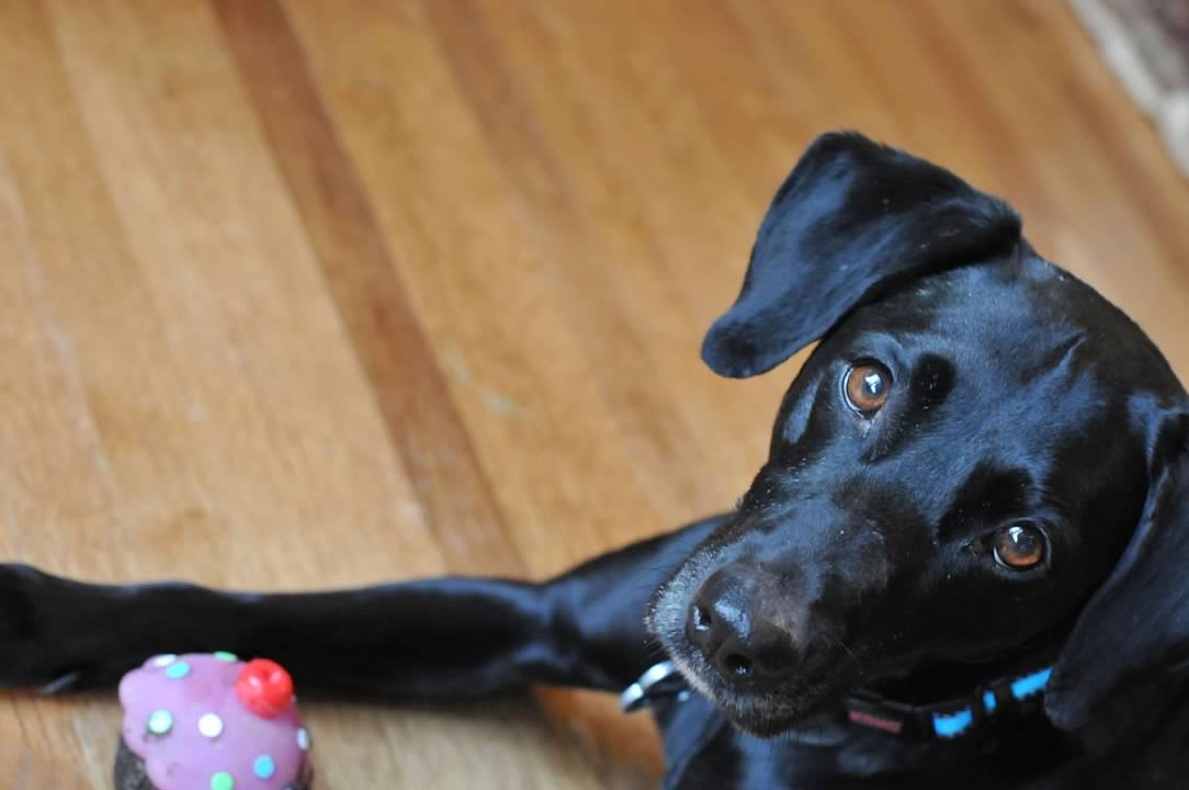 For those of you who know her, we had to say goodbye to Daisy yesterday.

Today involves a lot of spontaneous crying....