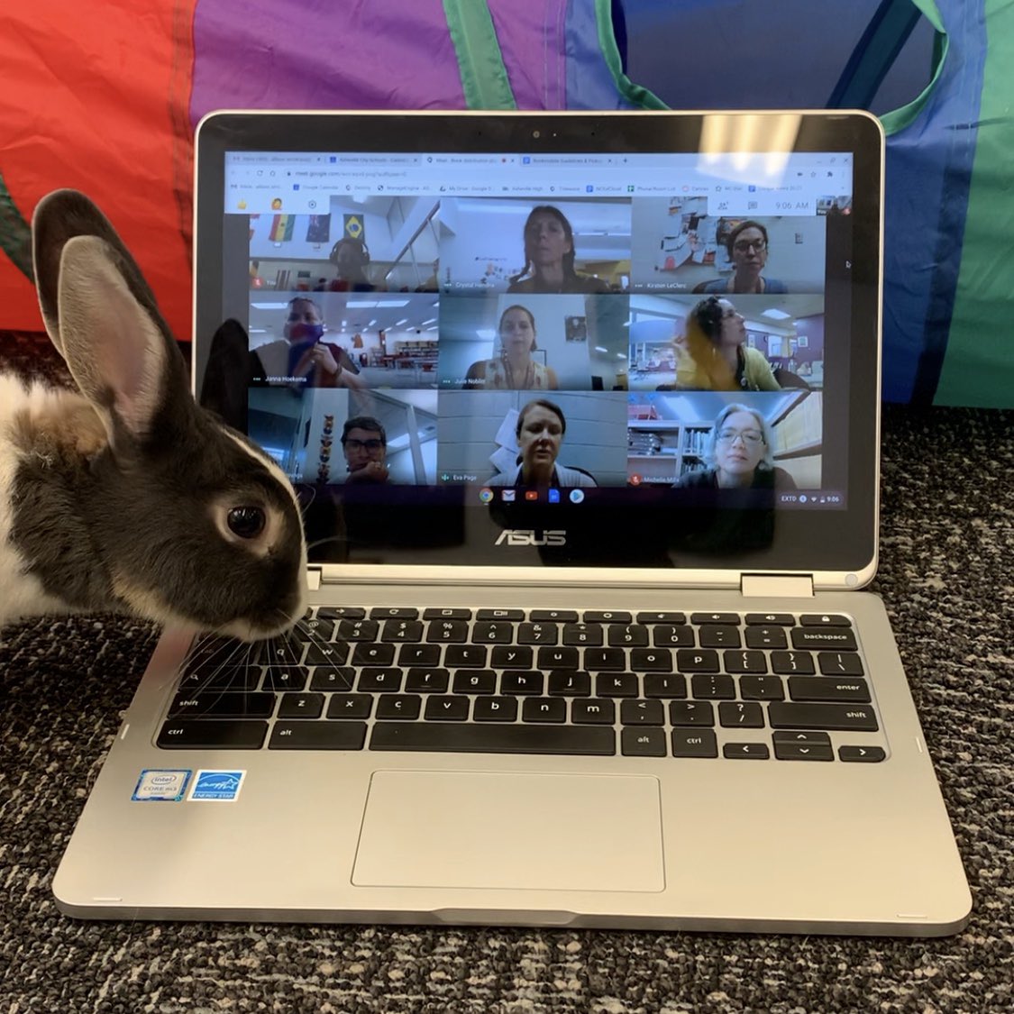 ahscougarmc's tweet photo. Luna feels connected to humans when she gets reeeeeally close to the screen. Whatever makes you happy, kiddo. Also, This morning in the district  media coordinator meeting we learned that a little bunny nose can navigate the Chromebook’s touch screen. She tried to take over 🤣. https://t.co/nBnSDKh5ft