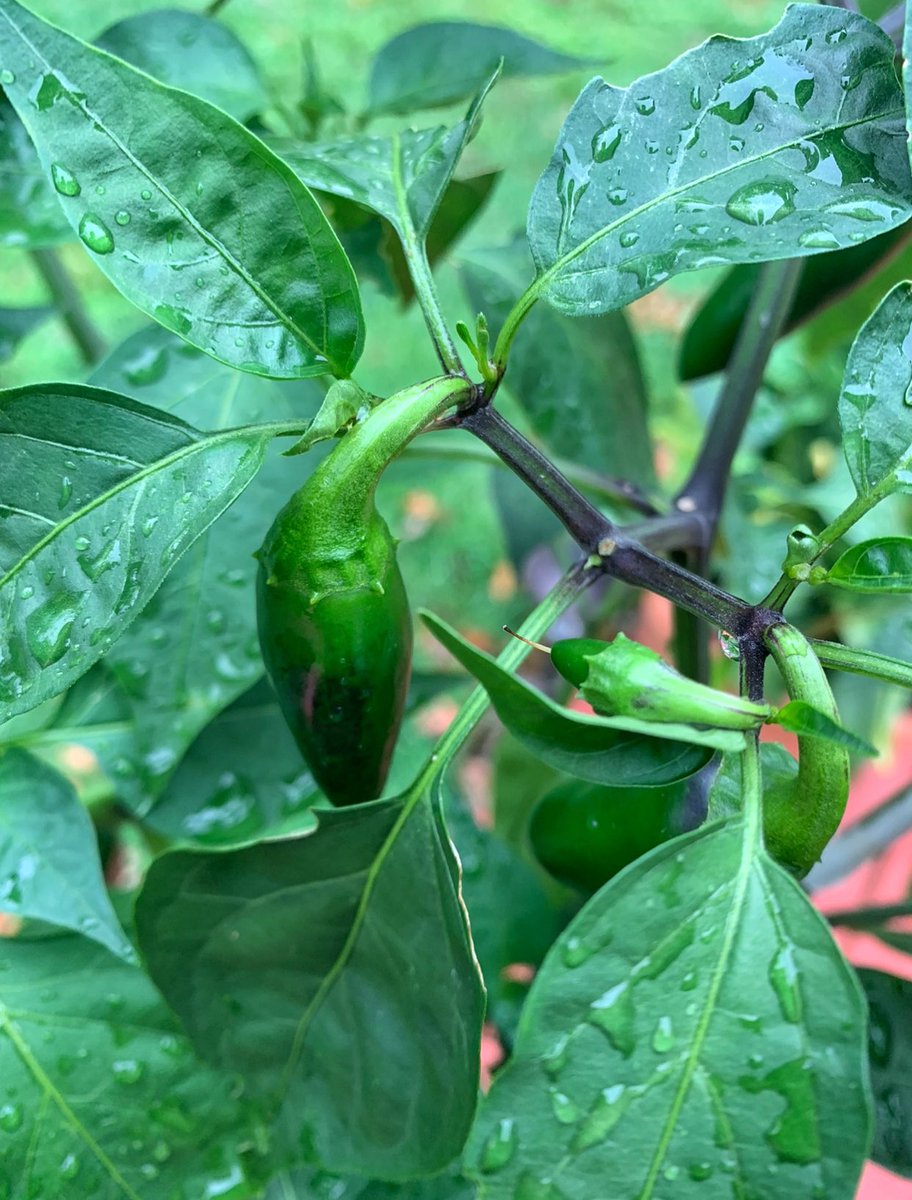 BadgersPeppers's tweet photo. Rainy mornings 🌧🌱🌶
#BadgersPepperProducts #peppers #hotpeppers #stayspicy #SHU #scoville #Jalapeño #jalapeños #rain #water #droplets #BadgersPepperGarden #grow #bringtheheat #organic #organicgardening #peppergarden #Texas #texasheat #spicysalt #badger #badgers #spicyforlife https://t.co/deJaRxEBhO