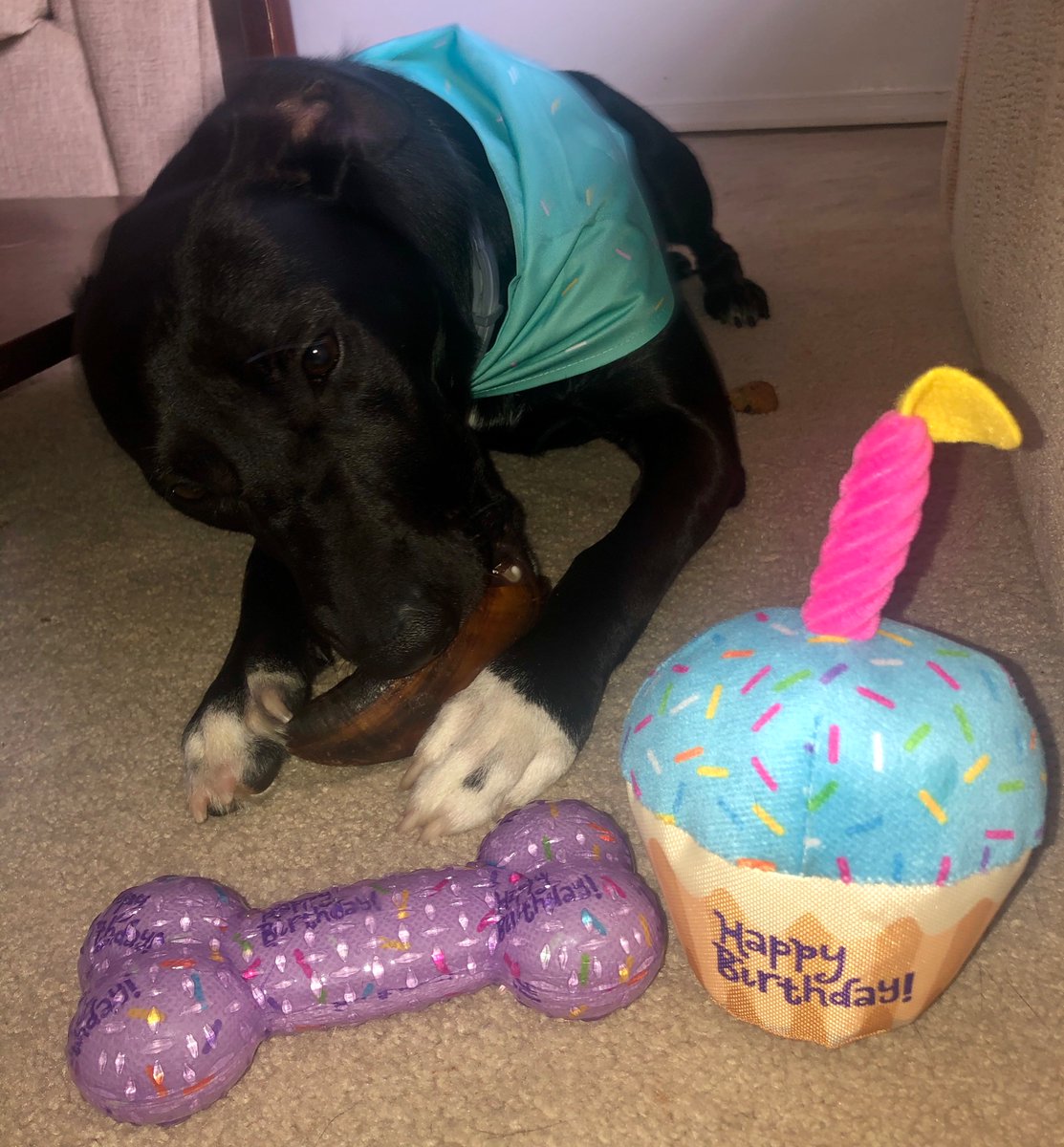Happy 1st Birthday, Lena! #chewygoodybox <a href="/Chewy/">Chewy</a>