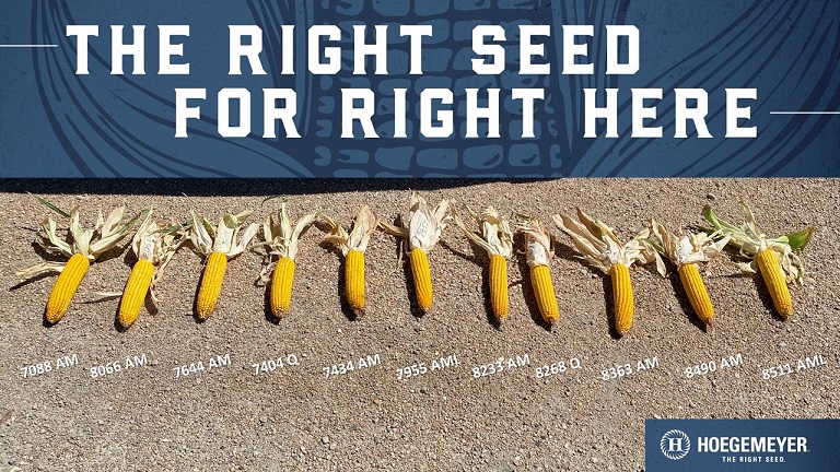 TheRightSeed's tweet photo. Look at the genetic diversity of the 100-115 Hoegemeyer #corn lineup in north central Kansas. Multiple trait options! Planted May 15 at 22k pop. https://t.co/xafUMUqn6O