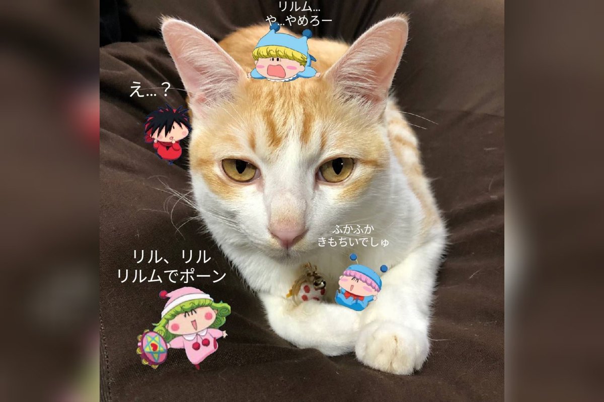 わがままフェアリーミルモでポン