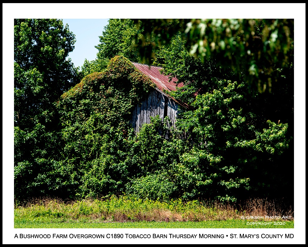 CuratorOfTheBay's tweet photo. A #Bushwood #farm's #overgrown c.1890 #tobacco #barn depicted on this early September Thursday #morning in western St. Mary's County #Maryland,

Glenn https://t.co/jIVq1c1qYS