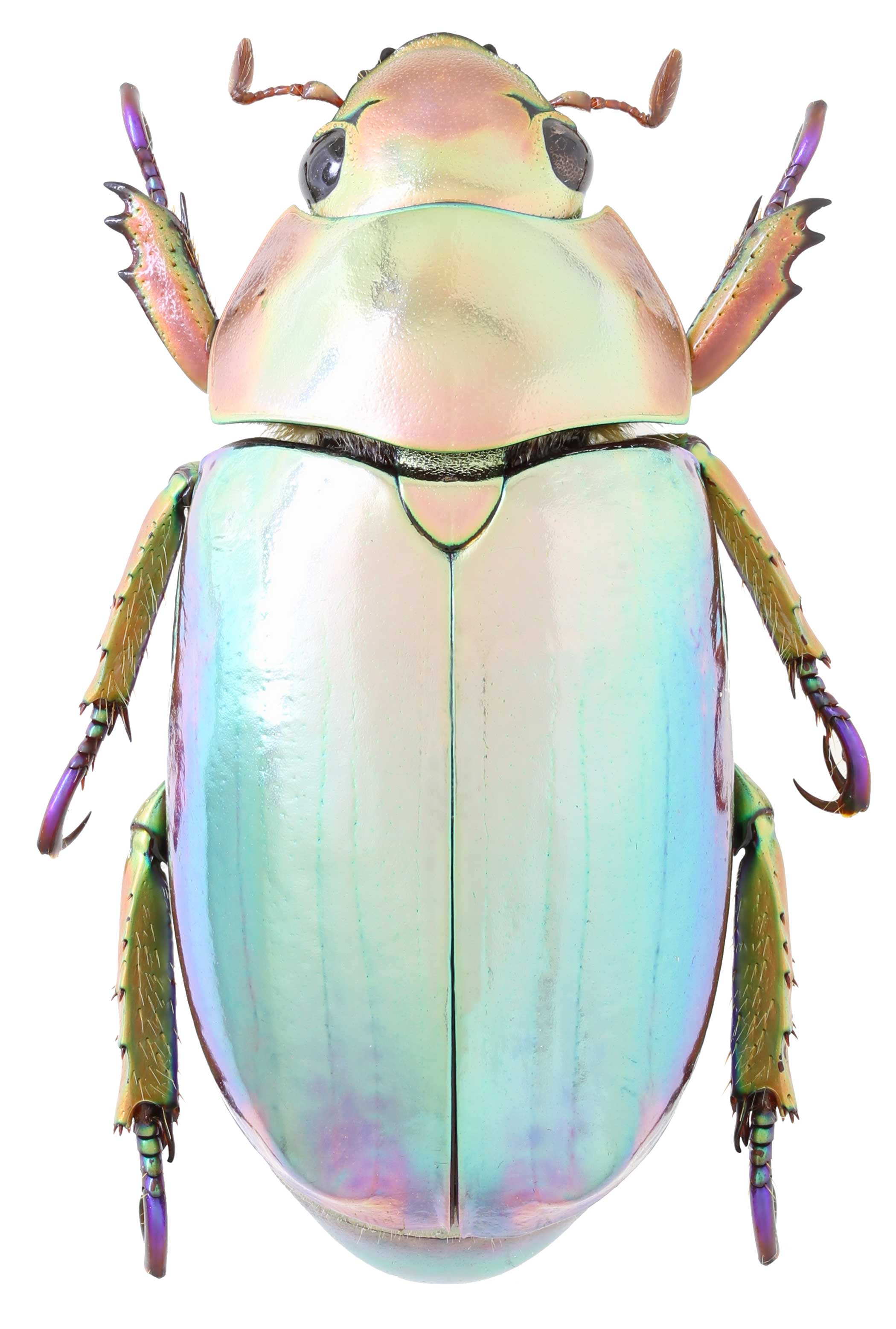 パナマ産　カレニーニキンイロコガネ　21mm パナマ産 カレニーニキンイロコガネ 21mm 昆虫用品