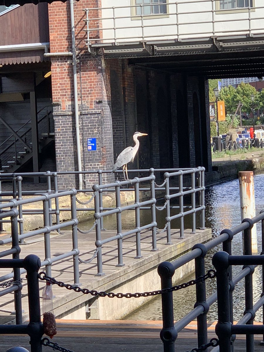 deeperthanblue1's tweet photo. Another reason to return the #office, majestic #wildlife on the canal. #heron #birds #wearedtb #theoutdoorcity
#sheffield https://t.co/w1YLrdwcKH