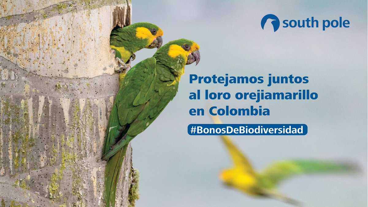 southpoleglobal's tweet photo. Con tu aporte podremos implementar acciones de conservación y de producción sostenible en virtud de la protección de la palma de cera; hogar del loro orejiamarillo. 

Conoce más en: https://t.co/CC3aXUUK7g #BonosDeBiodiversidad #UnidosPorNuestraBiodiversidad #OurClimateJourney https://t.co/jEr1Vx7VS2