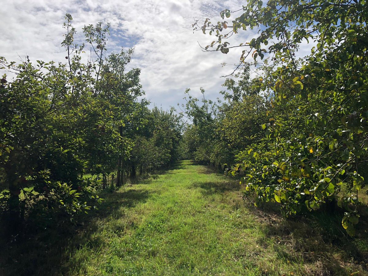 Nicky Kong (@nicky_kong1) on Twitter photo First stop on today’s cider tour... <a href="/RossCider/">Ross Cider</a>
Thanks for the tour and the full boot Albert! 😅 The keg Perry at <a href="/YewTreeCiderPub/">Yew Tree Peterstow</a> is perfect in the sunshine! 👌🏽
Now onto stop number 2... First stop on today’s cider tour... <a href="/RossCider/">Ross Cider</a>
Thanks for the tour and the full boot Albert! 😅 The keg Perry at <a href="/YewTreeCiderPub/">Yew Tree Peterstow</a> is perfect in the sunshine! 👌🏽
Now onto stop number 2...