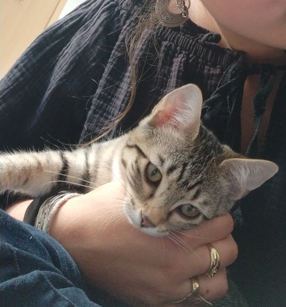 lenabre's tweet photo. les copains, notre petit chaton Lluna d'à peine 3 mois s'est faufilé par la fenêtre le 25/08 dernier à Barjouville (rue du Hotbrou) si vous la voyez prévenez moi 🥺

RT

(sa soeur lui manque) ❤️ https://t.co/FnyJ12PEEP