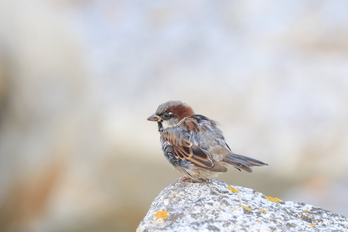 ⁦@PeelOnline⁩ ⁦<a href="/iom_online/">IOMOnline</a>⁩ Sparrow