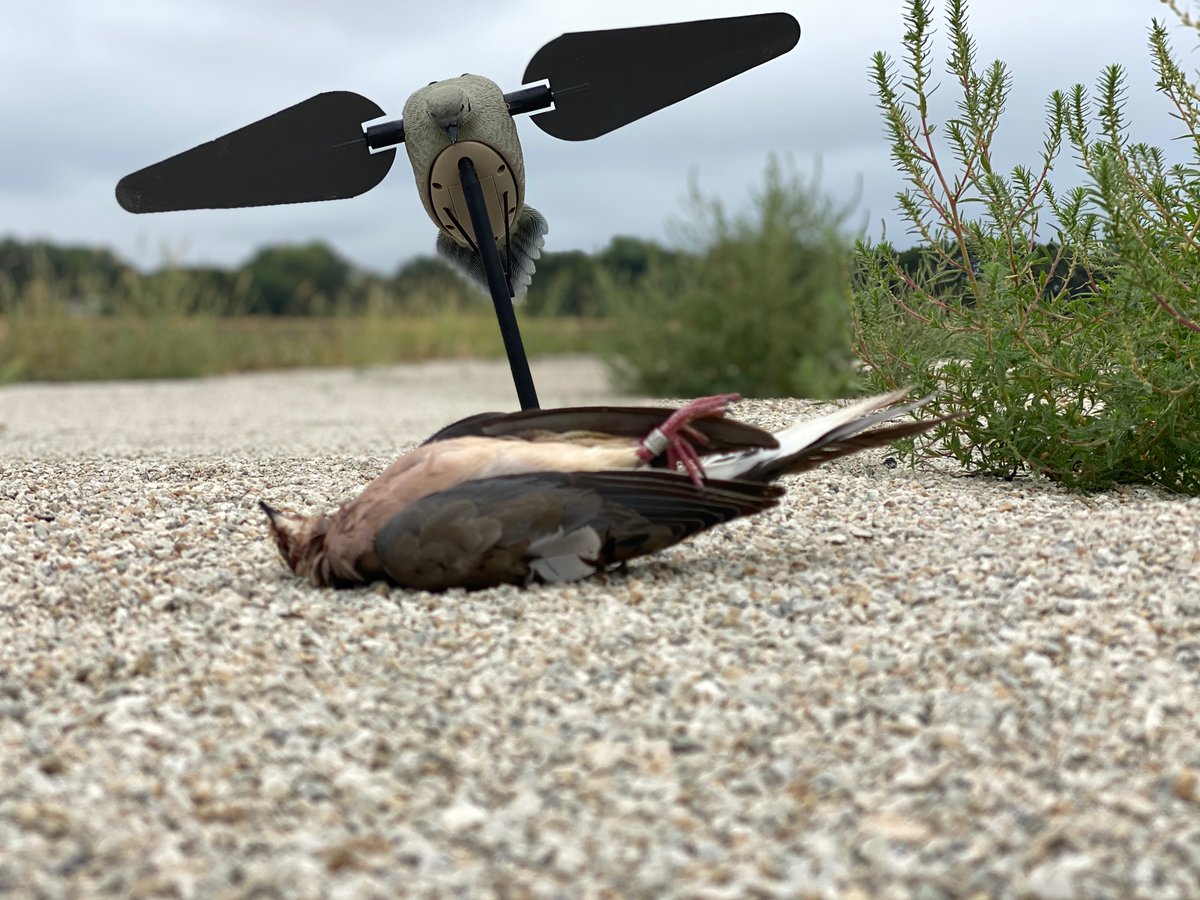 Already feelin' lucky and it is only September 3rd. 🤩

#LuckyDuckDecoys #GetLucky #DoveHunting