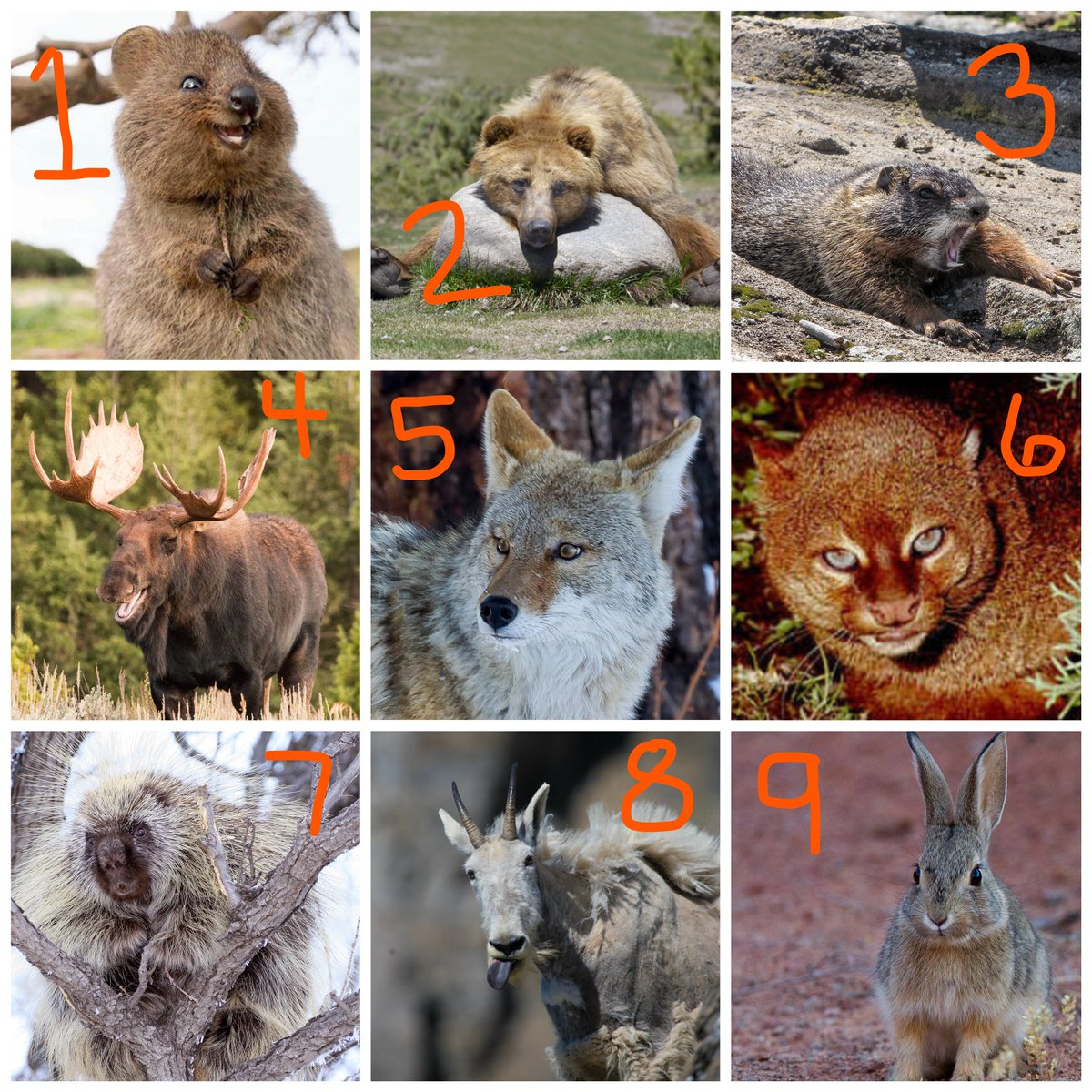 Sierra Club Using This Random Scale Of Animal Expressions Please Let Us Know How You Re Feeling Today Photos Courtesy Of Natlparkservice Usfws Istock T Co Hhgtibu1m3