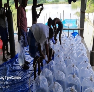 Breakthrough in IMC Breeding! 
NFDB funded project on CIFABROOD ᵀᴹ –A brood stock diet, achieved successful breeding of IMC even in post monsoon. Hastens early gonadal maturation, higher spawn recovery &amp; economical gain. Visit nfdb.gov.in @FisheriesGOI <a href="/CifaIcar/">ICAR-CIFA</a>