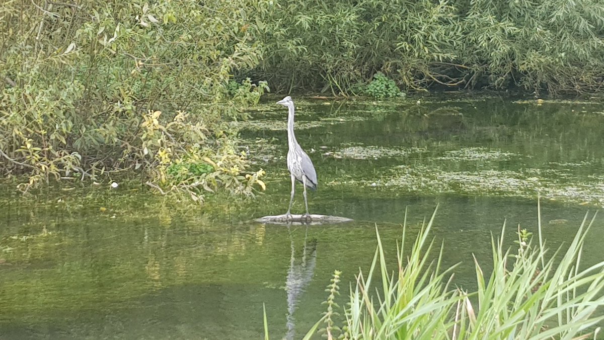 GavinWi79234383's tweet photo. After a day in the big smoke yesterday nice to get out for some fresh air at lunch today π surprisingly warm out too yay!
#workingfromhome
#countryside
#guy
#beardedmen
#swan
#heron
#FiveArches
#FootscrayMeadows https://t.co/3gz5ZcToLn