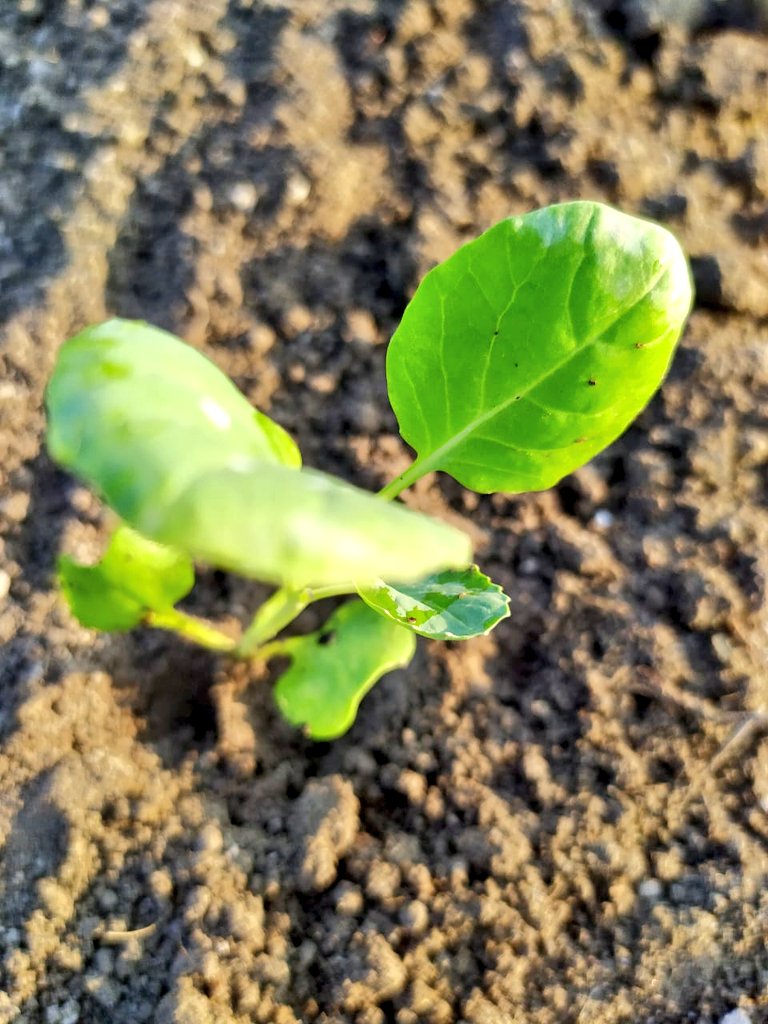 ন জীৱন,🌿