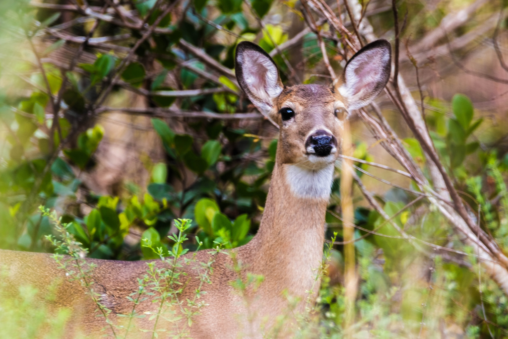 The wildlife here isn’t camera shy. #VisitStLucie