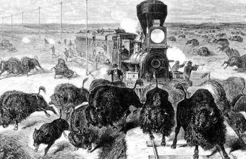Сколько америка уничтожила индейцев. Гора черепов бизонов 1870. Массовое истребление бизонов в США. Истребление бизонов в Северной Америке.