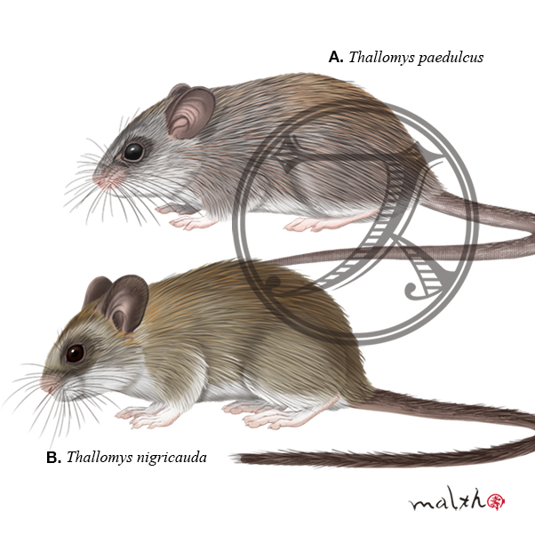動物イラストのtwitterイラスト検索結果 古い順 動物イラストのtwitterイラスト検索結果 古い順