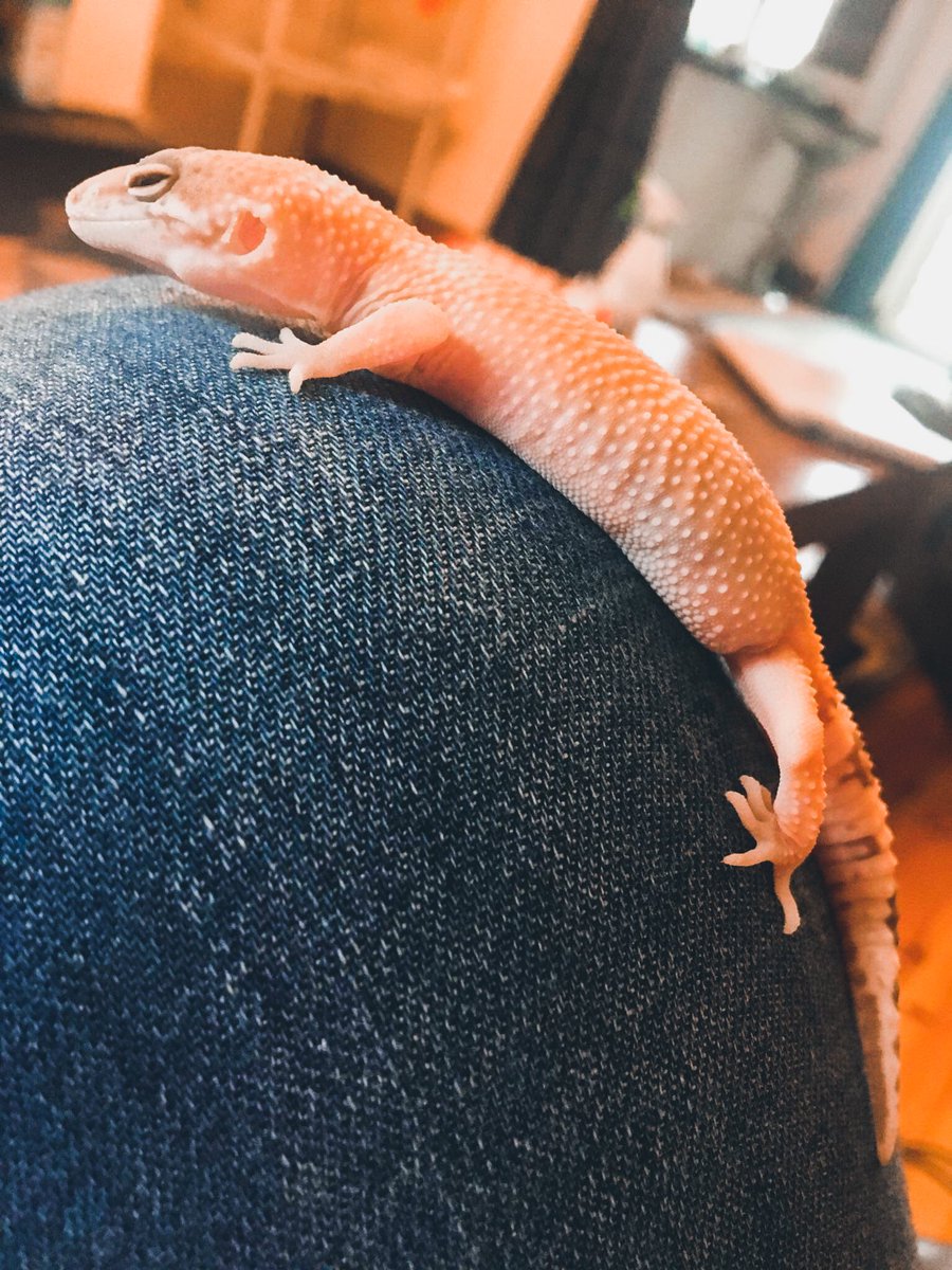 CraftyPinata's tweet image. International Dog Day! 🐕
My dog is a beautiful boi.✨🐉 #InternationalDogDay