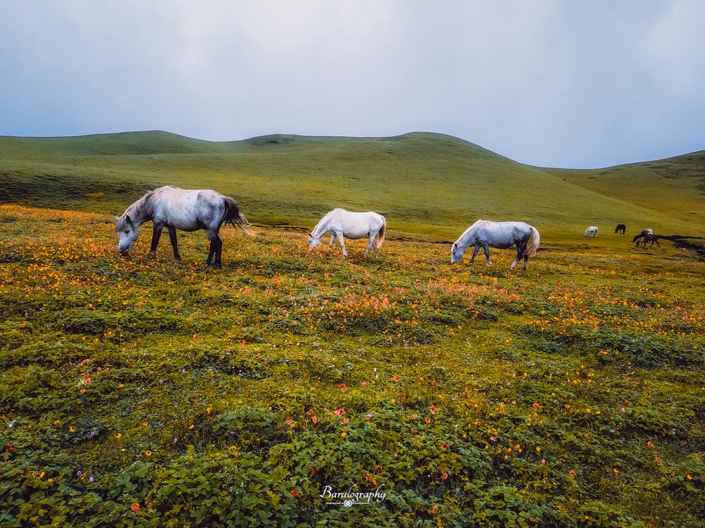 Santosh Basyal tweet media