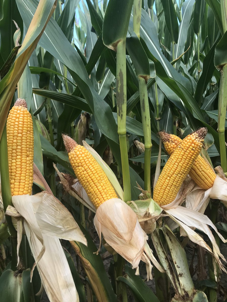 channelseed7's tweet photo. Great to see a plan come into place. @PrecisionPlant Multi-Hybrid planter showing off in East Central, MO. @ChannelSeed 218-44VT2Pro &amp; 215-60TRE. We got the fungicide app applied perfect, stopped GLS &amp; Southern Rust. Planted April 22nd. Excited to see the results this fall. https://t.co/G2lqbhQ0vr