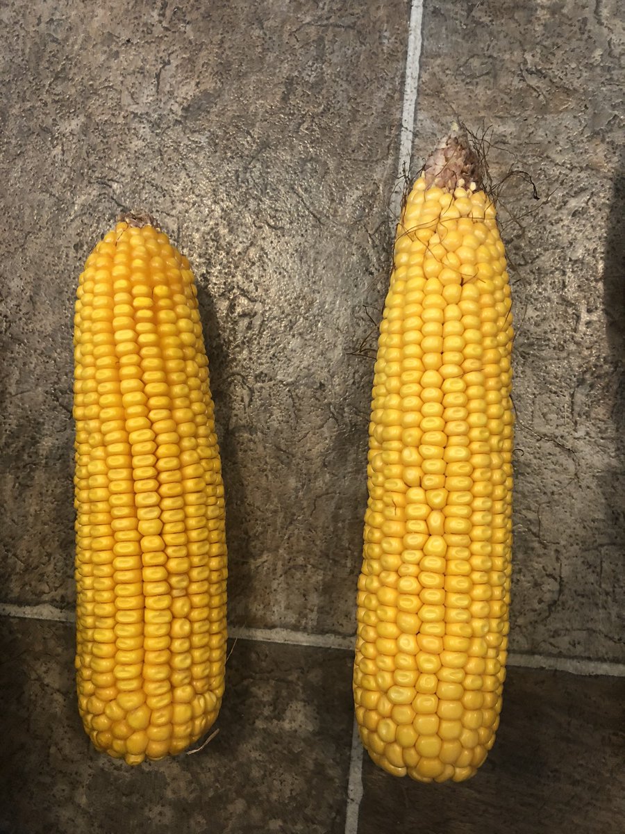 channelseed7's tweet photo. Great to see a plan come into place. @PrecisionPlant Multi-Hybrid planter showing off in East Central, MO. @ChannelSeed 218-44VT2Pro &amp; 215-60TRE. We got the fungicide app applied perfect, stopped GLS &amp; Southern Rust. Planted April 22nd. Excited to see the results this fall. https://t.co/G2lqbhQ0vr