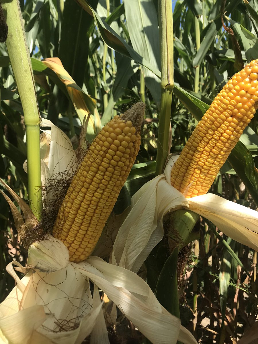 channelseed7's tweet photo. Great to see a plan come into place. @PrecisionPlant Multi-Hybrid planter showing off in East Central, MO. @ChannelSeed 218-44VT2Pro &amp; 215-60TRE. We got the fungicide app applied perfect, stopped GLS &amp; Southern Rust. Planted April 22nd. Excited to see the results this fall. https://t.co/G2lqbhQ0vr