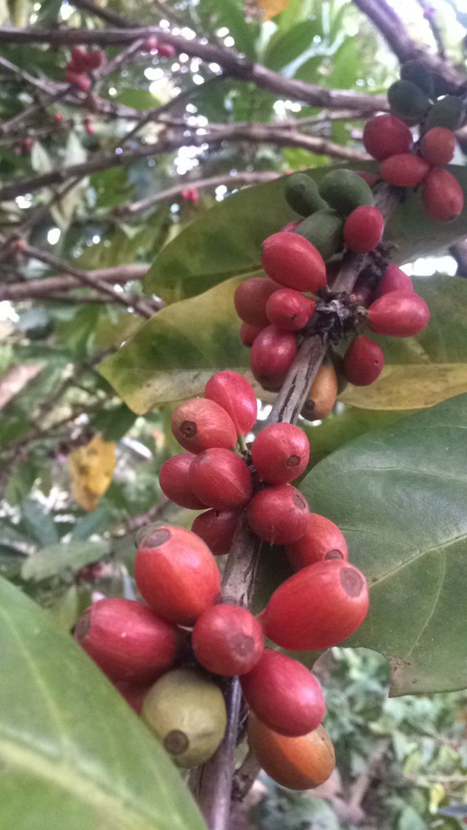 Punya dua pohon kopi liberica disamping rumah.