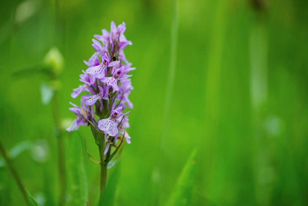 Join one of our experienced rangers for a guided #nature walk through Bryngarw Country Park next Wednesday at 10.30am. Pre-booked tickets only. More info and tickets here: bit.ly/2YEnTm5