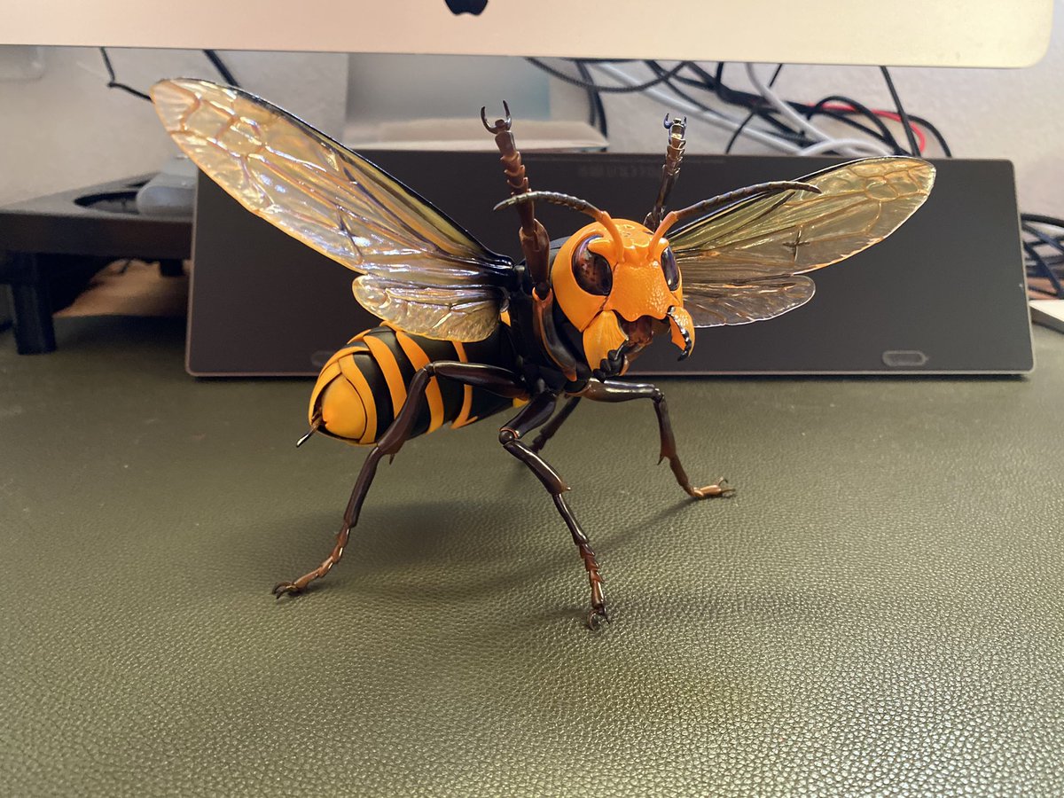 ☆希少※入手難‼️オータニ昆虫館※リアルスズメバチ 希少※入手難