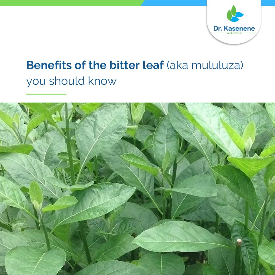 Dr Kasenene on Twitter "Bitter leaf (aka mululuza) is one of nature’s