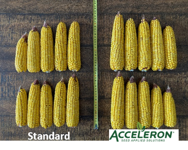 🌽 #DEKALB vous propose #ACCELERON: un traitement de semence unique composé de biostimulants permettant d'augmenter le volume racinaire fonctionnel pour une meilleure capacité d'absorption d'eau et de nutriments essentiels au développement de votre #maïs! 🌽#Innovation #Bayer